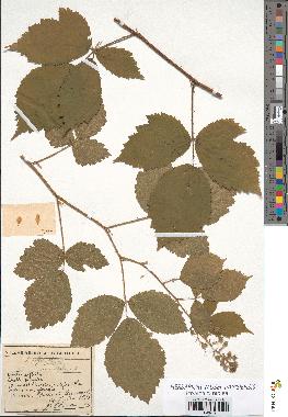 spécimen de Rubus pallidus