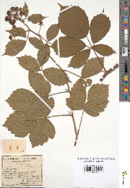 spécimen de Rubus pallidus