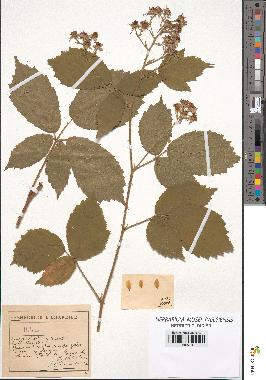 spécimen de Rubus sp.