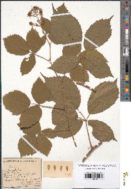 spécimen de Rubus sp.