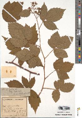 spécimen de Rubus pallidus