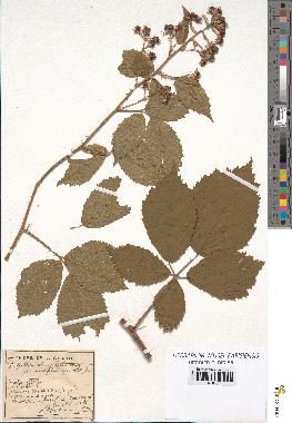 spécimen de Rubus pallidus