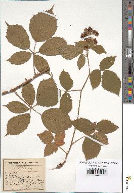 spécimen de Rubus pallidus