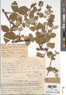 spécimen de Rubus × pulverulentus