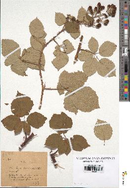 spécimen de Rubus sp.
