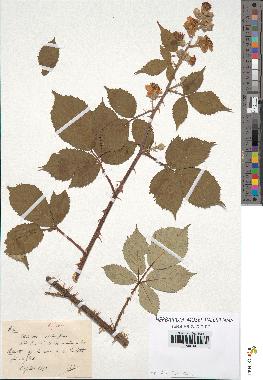 spécimen de Rubus sp.