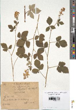 spécimen de Rubus tomentosus