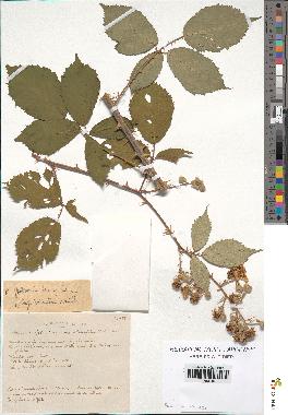 spécimen de Rubus godronii