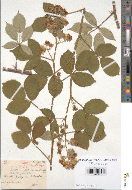spécimen de Rubus sp.
