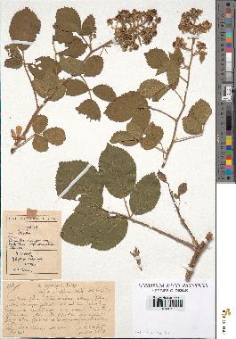 spécimen de Rubus sp.