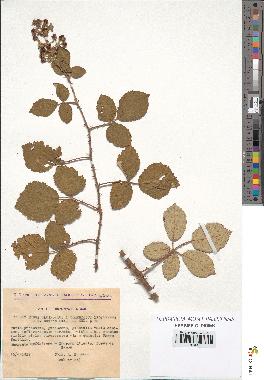 spécimen de Rubus ulmifolius