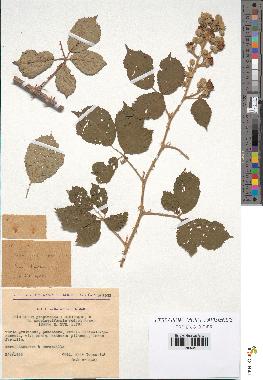 spécimen de Rubus propinquus