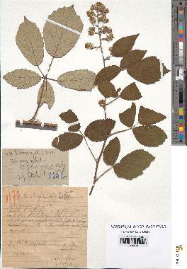 spécimen de Rubus ulmifolius