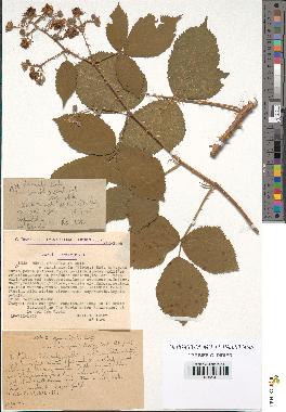 spécimen de Rubus pyramidalis