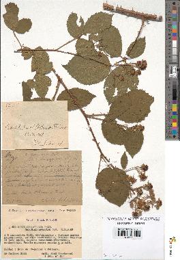 spécimen de Rubus pyramidalis