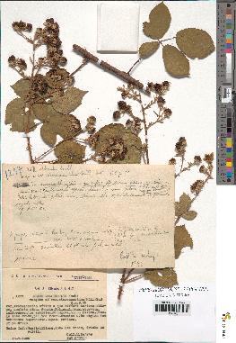 spécimen de Rubus villicaulis