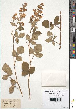 spécimen de Rubus tomentosus