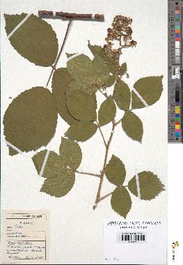 spécimen de Rubus sp.