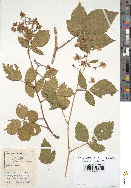 spécimen de Rubus sp.