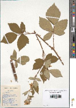 spécimen de Rubus sp.