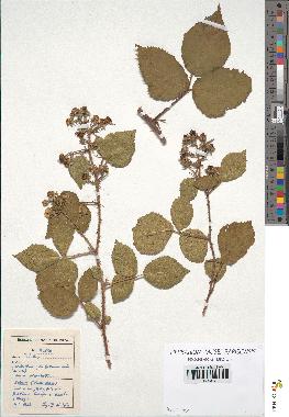 spécimen de Rubus sp.