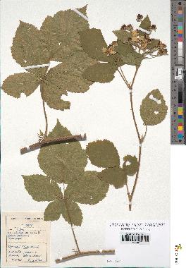 spécimen de Rubus sp.