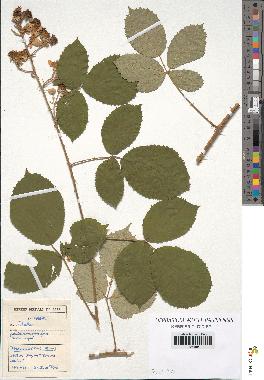 spécimen de Rubus sp.