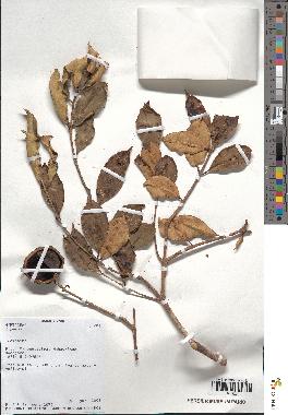 spécimen de Eugenia sp.