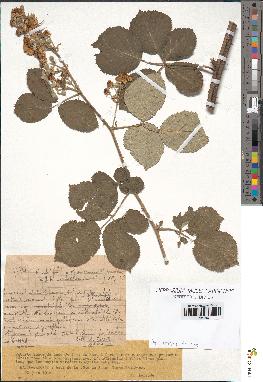 spécimen de Rubus ulmifolius