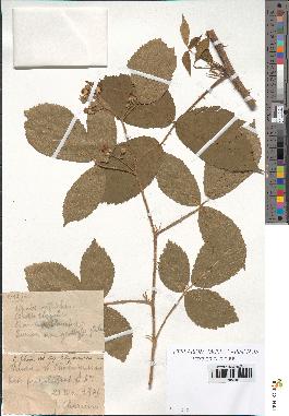 spécimen de Rubus foliosus