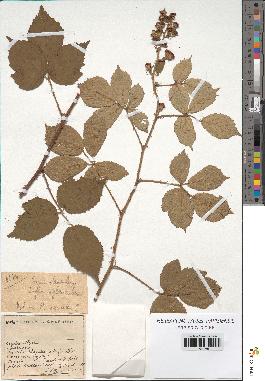 spécimen de Rubus sp.
