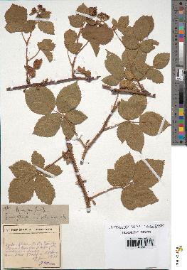 spécimen de Rubus sp.