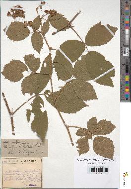 spécimen de Rubus pallidus