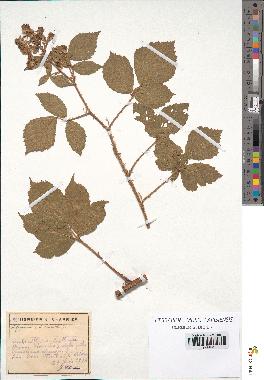 spécimen de Rubus mutabilis