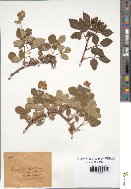 spécimen de Rubus sp.