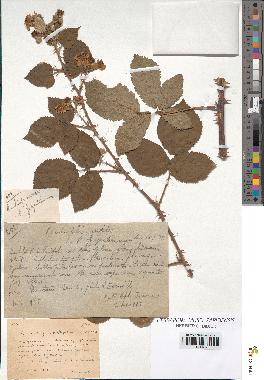 spécimen de Rubus ulmifolius
