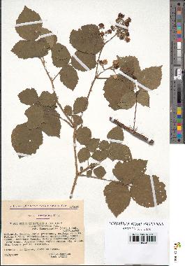 spécimen de Rubus ulmifolius