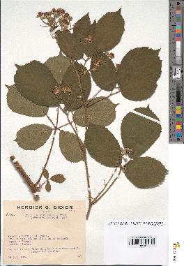 spécimen de Rubus insericatus