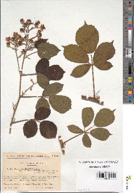 spécimen de Rubus insericatus