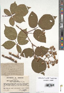 spécimen de Rubus insericatus