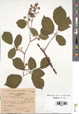 spécimen de Rubus insericatus