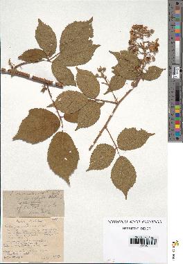 spécimen de Rubus insericatus