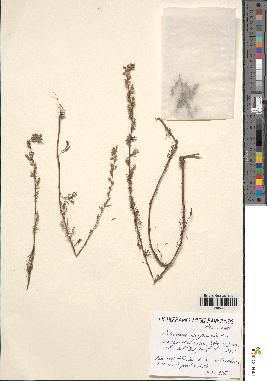 spécimen de Artemisia campestris