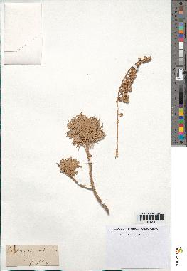 spécimen de Artemisia arborescens