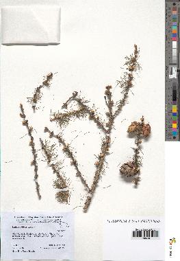 spécimen de Larix sibirica