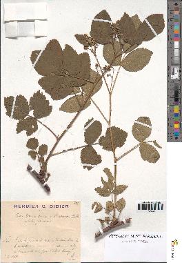 spécimen de Rubus idaeus