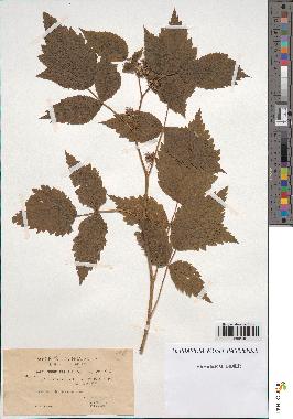 spécimen de Rubus idaeus