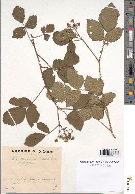 spécimen de Rubus idaeus