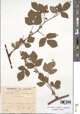 spécimen de Rubus idaeus