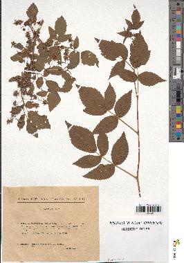 spécimen de Rubus idaeus